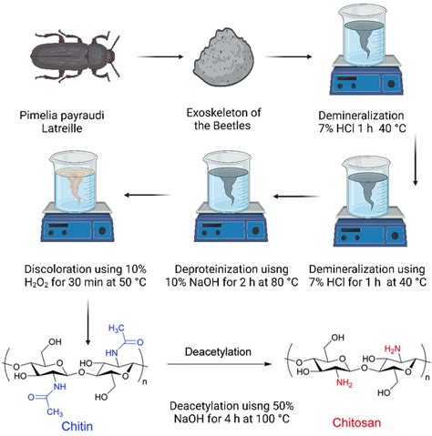 autoclave chitosan|demineralization of chitosan.